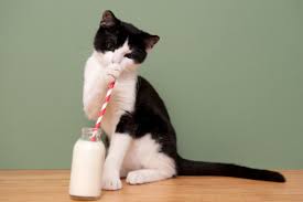 cat drinking freshly prepared milk with a straw