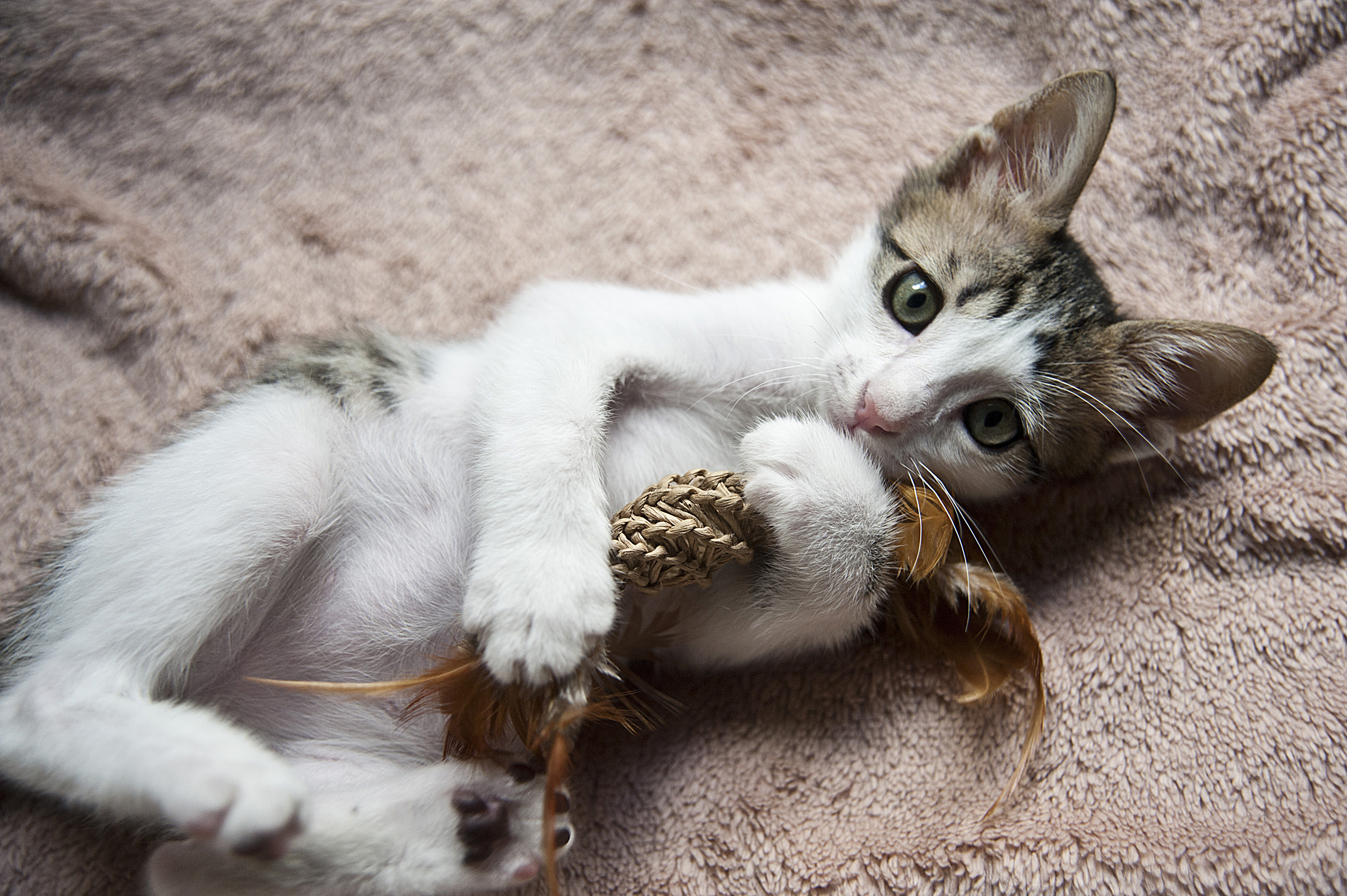 kitten relaxing in Oxfordshire cattery
